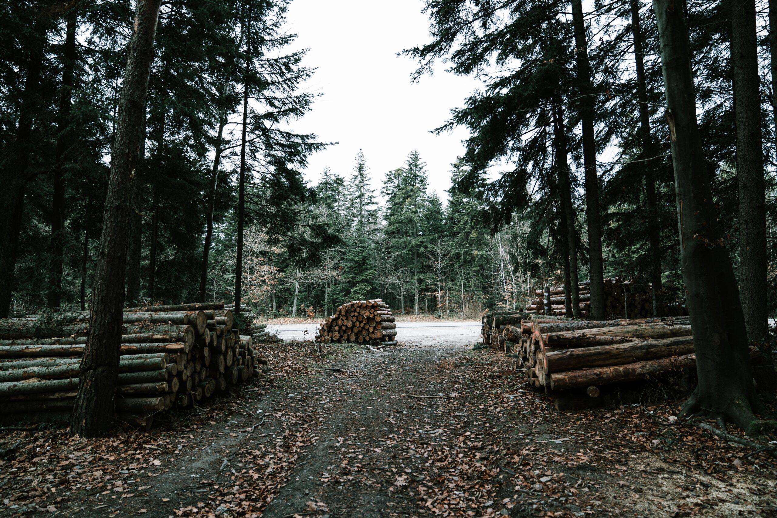 Вырубка деревьев в поселении. Омская область тара суд черные лесорубы. Вырубка деревьев в поселении. Вырубка деревьев в поселении. Вырубка леса в твери.