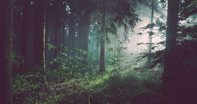 Protection of the Planet and Society: The Role of Interpol Lawyers in Combating Environmental Crimes and Drug Trafficking