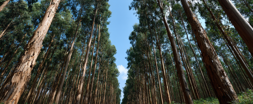 The Loss of Forest Corridors and Its Impact on Animal Migration and Local Biodiversity