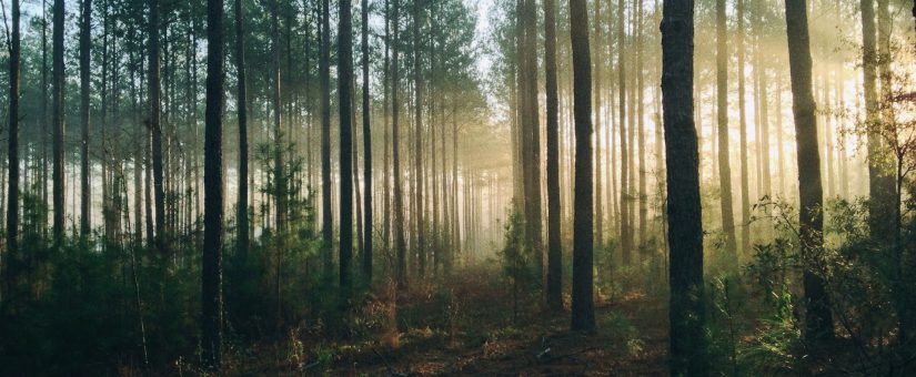 How Elabet Fits Into the Paperless Industry Trend?